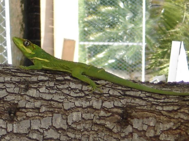 Tree Lizard on Backyard Tree - My life’s a zoo!