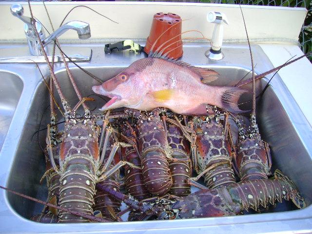 Not a bad lobster day, but who shot that little Hogfish?!
