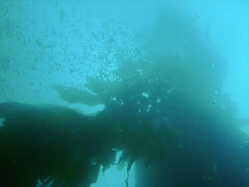Breakwater Cove - Kelp   Photo by Solignac