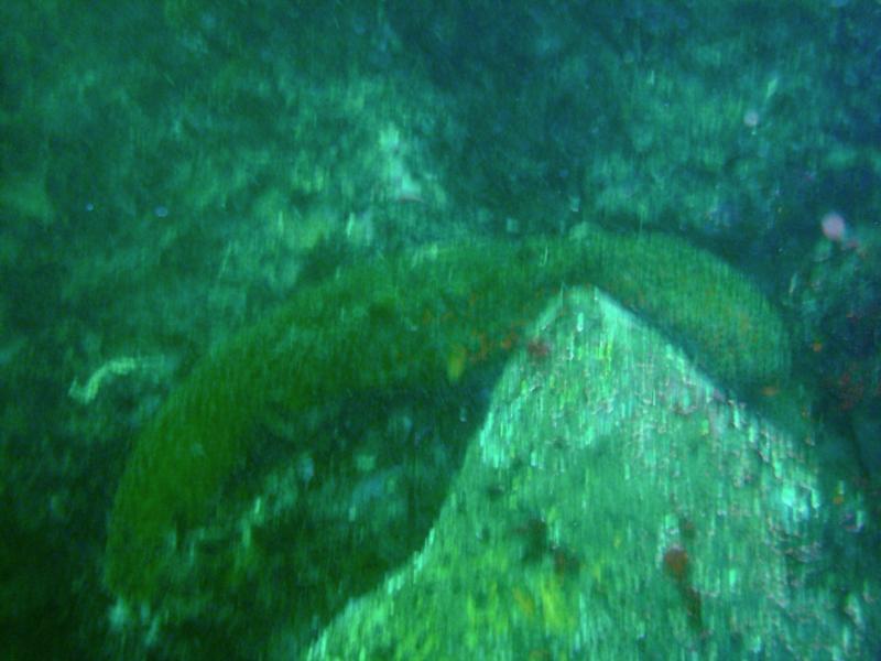 Breakwater Cove - Sea Cucumber   Photo by Solignac