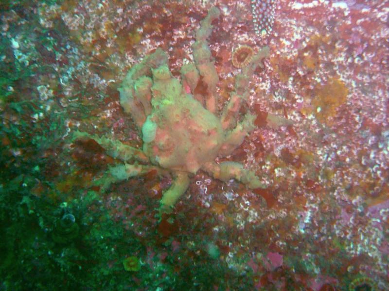 Breakwater Cove - Crab   Photo by Solignac