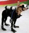 Scuba dog