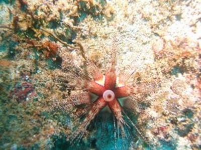 Rare caribbean Critter ( Rare sea urchin )
