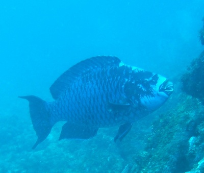 Huge Blue Parrott Fish