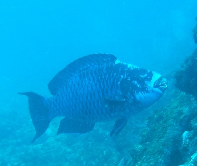 Huge Blue Parrott Fish