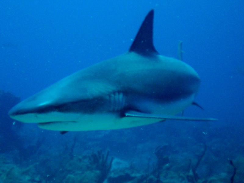 Caibbean Reef Shark during the shark dive