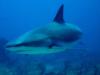 Caibbean Reef Shark during the shark dive