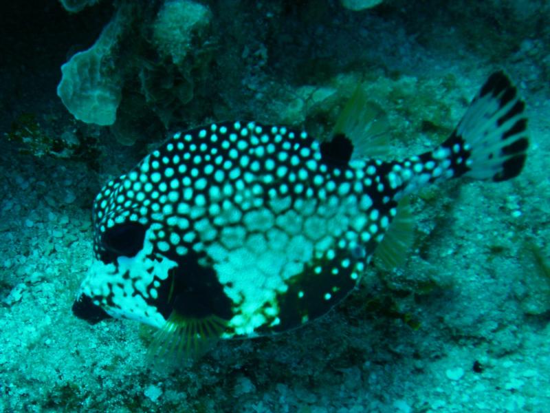 Another cool Puffer