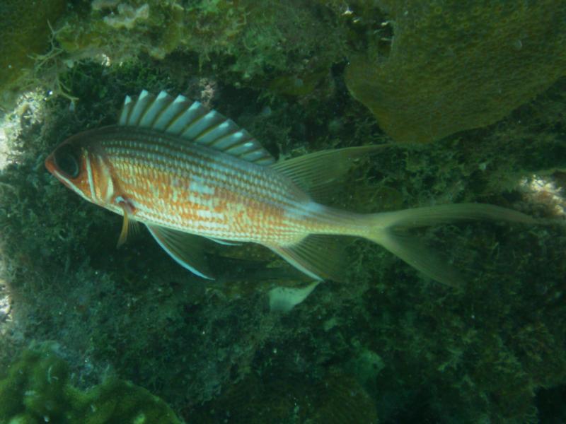 Squirell fish in Roatan, Honduras