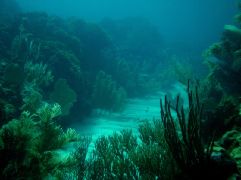 Underwater Landscape in Honduras