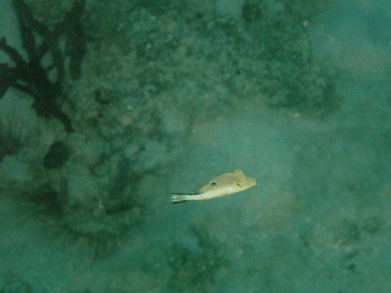 Caribbean Sharp-nosed puffer