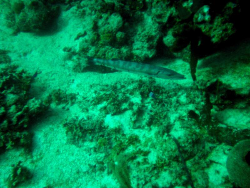 Great Barracuda (Roatan, Honduras)
