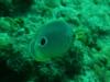 Foureyed Butterflyfish (Roatan, Honduras)