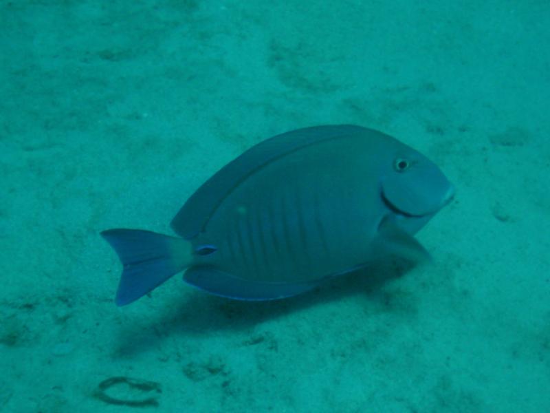 Doctorfish (Roatan, Honduras)