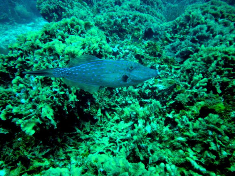 Filefish (Roatan, Honduras)