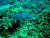 Filefish (Roatan, Honduras)