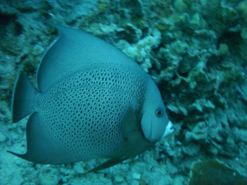 Grey Angelfish (Roatan, Honduras)