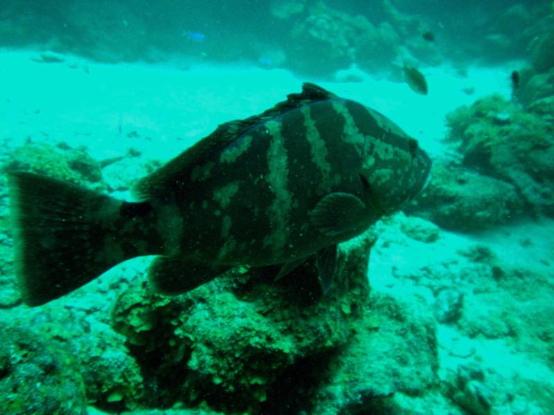 One huge Grouper (Roatan, Honduras)