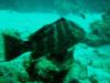 One huge Grouper (Roatan, Honduras)