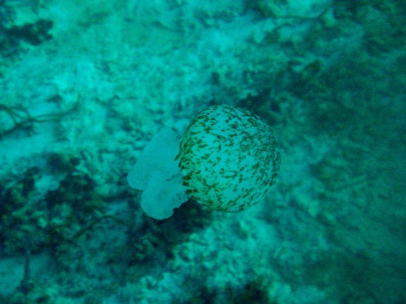 Jellyfish in Roatan
