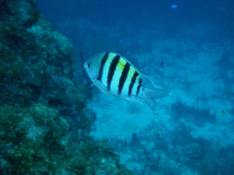 Sergeant Major (Roatan, Honduras)