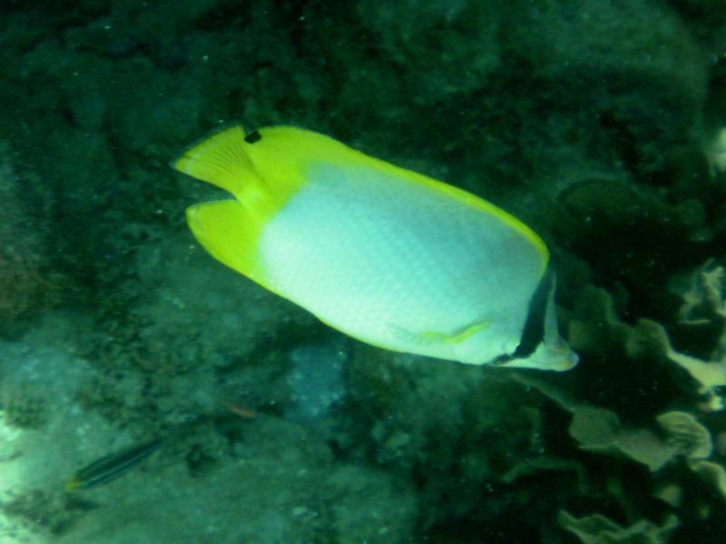 Spotfin Butterflyfish (Roatan, Honduras)