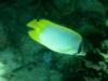 Spotfin Butterflyfish (Roatan, Honduras)