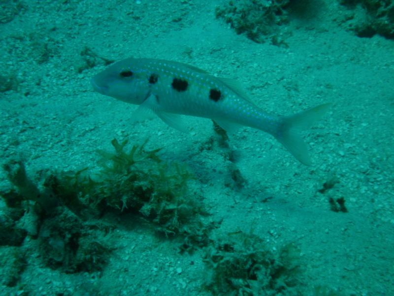 Spotted Goatfish (Roatan, Honduras)