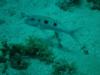 Spotted Goatfish (Roatan, Honduras)