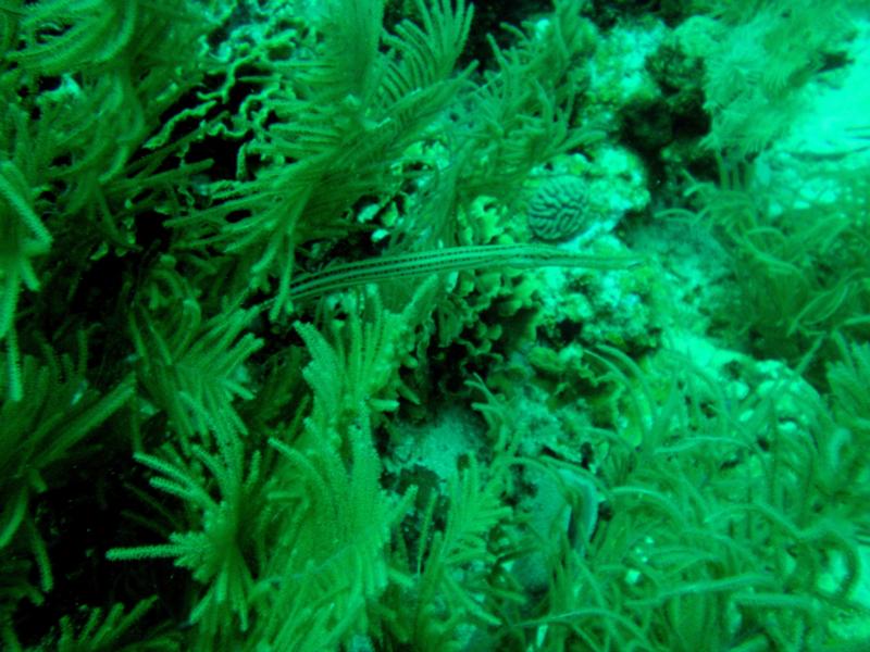 Trumpetfish (Roatan, Honduras)