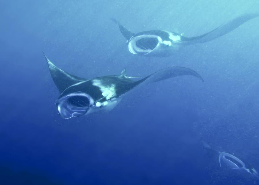 3 Mantas