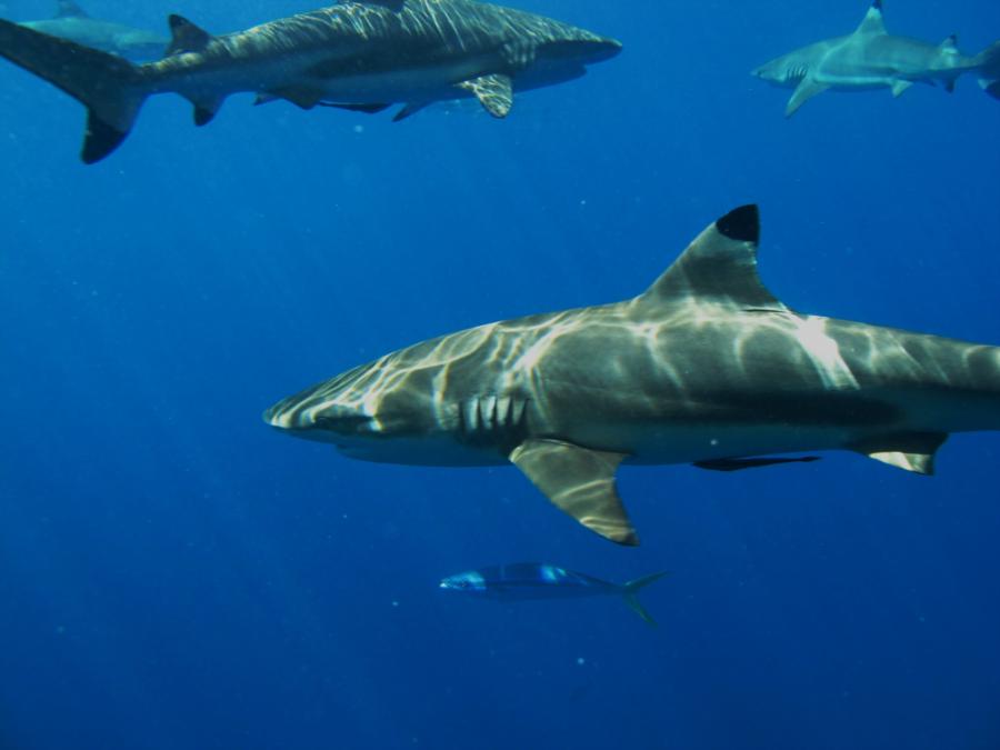 Sunbathing Sharks