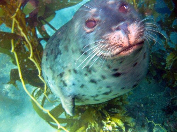 Harbor Seal