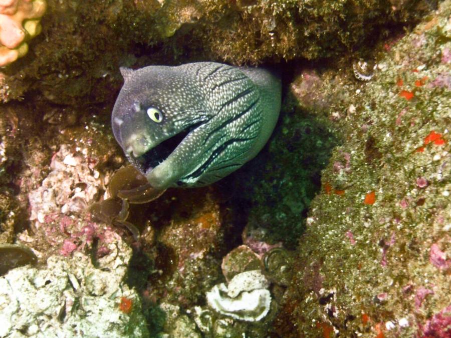 Grey Moray