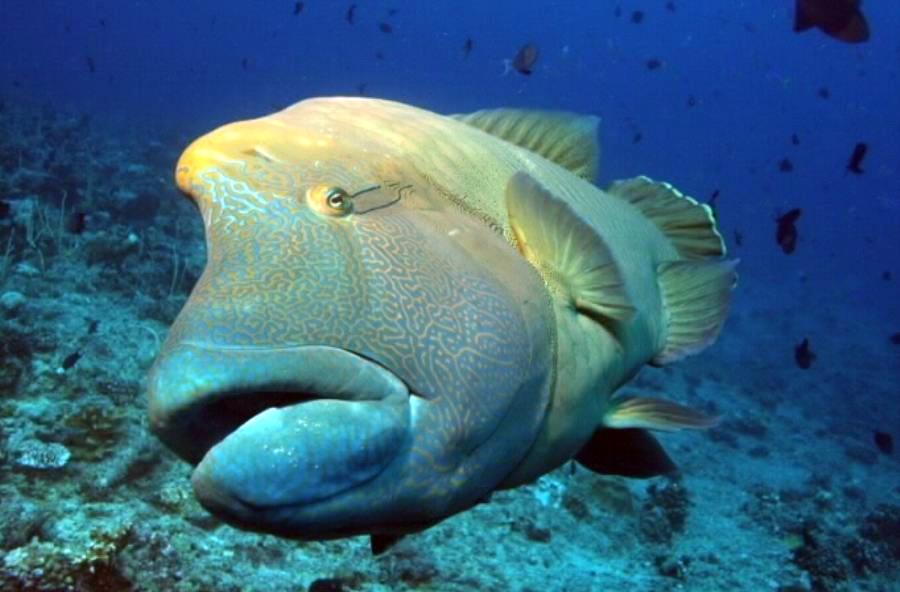 Napolian Wrasse