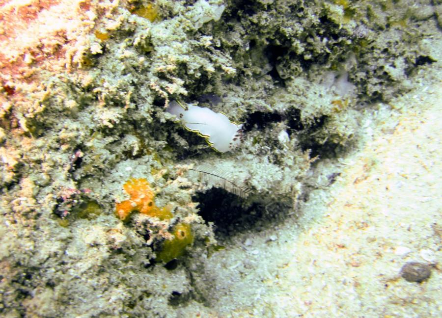 Glossodoris Sedna