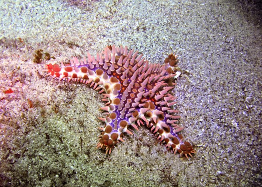 Spiney Starfish