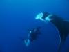 Diver taking a picture of a Manta