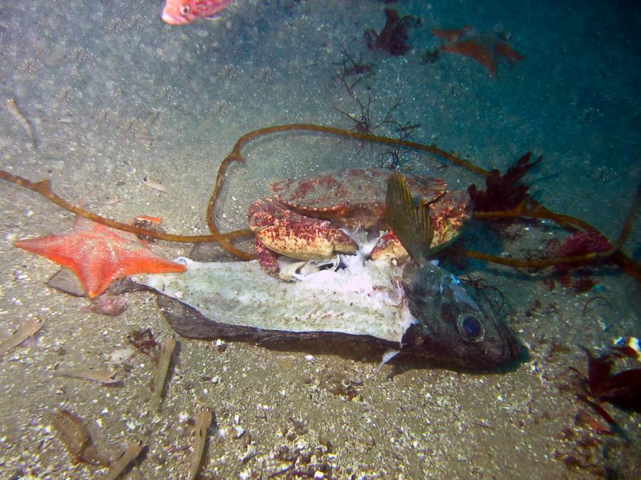 Dungeness Crab having lunch