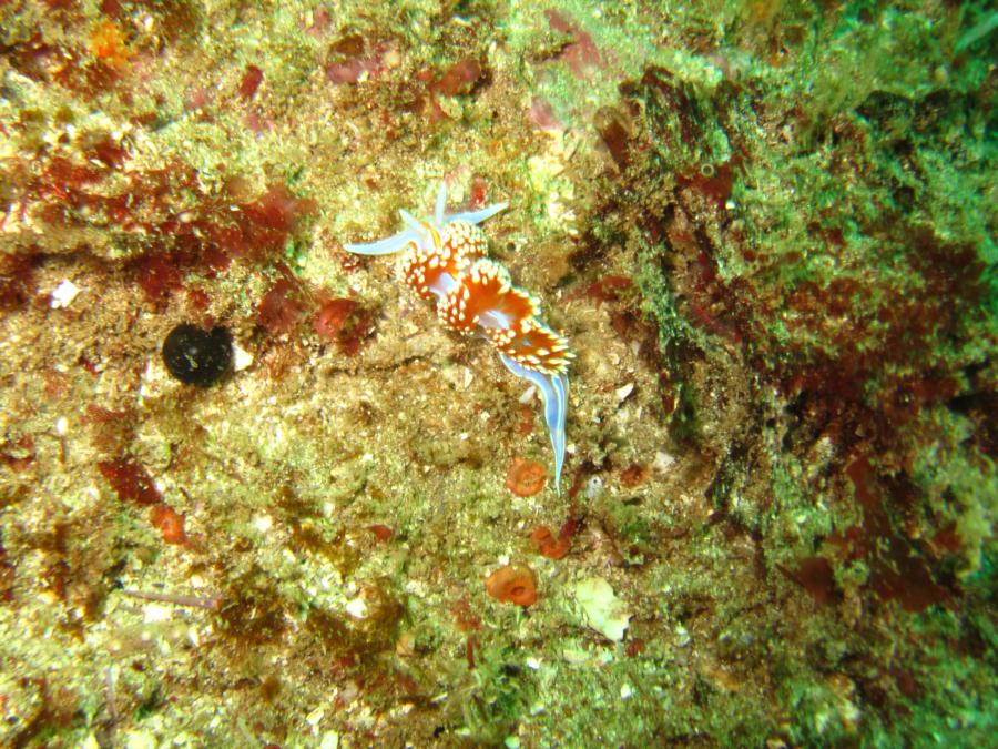 Hermissenda Crassicornis