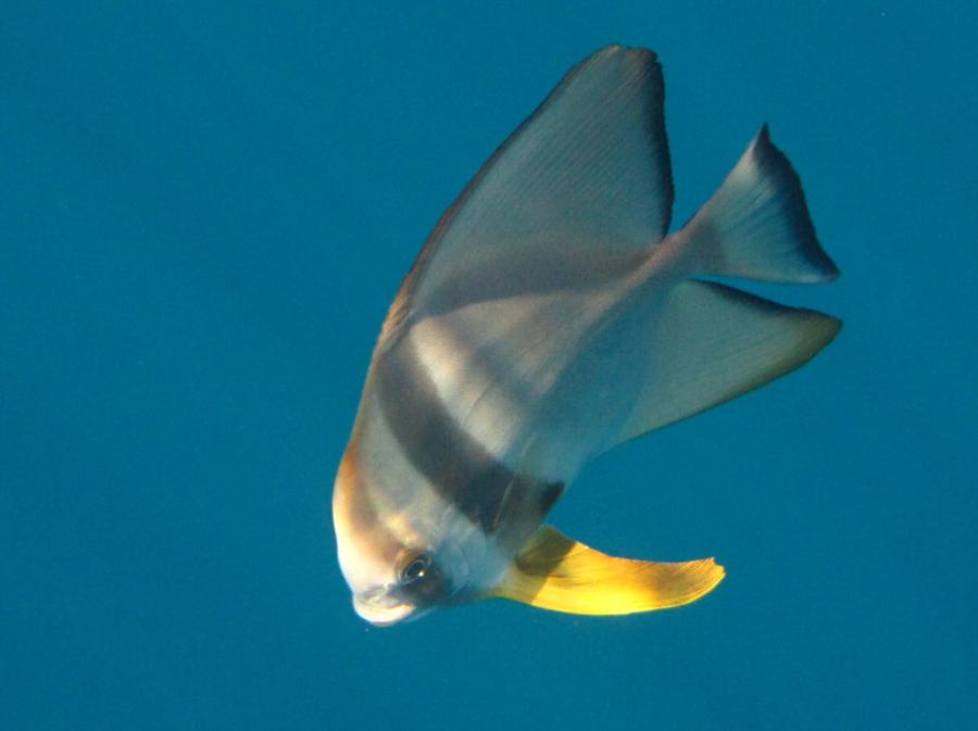 Bat fish