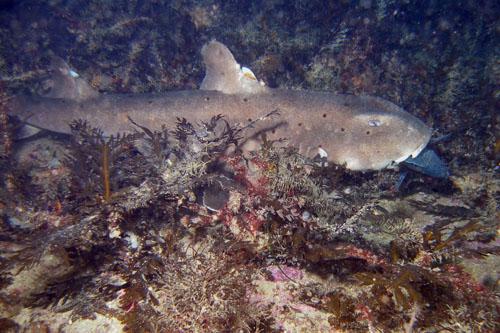 Horn Shark eating lunch