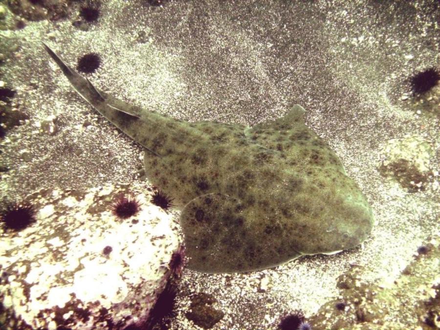 Angel Shark