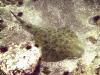 Angel Shark