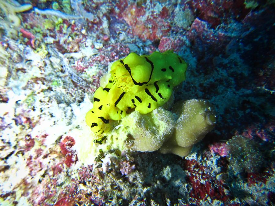 Aegires Minor Nudibranch