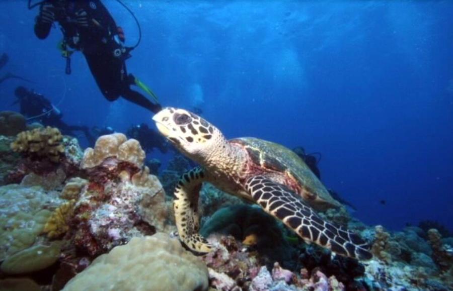 Hawksbill Turtle