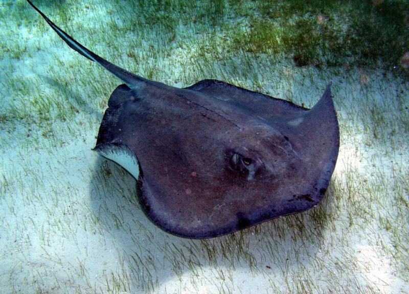 Sting Ray