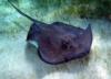 Sting Ray