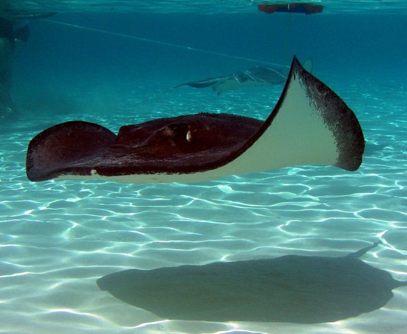 Sting Ray