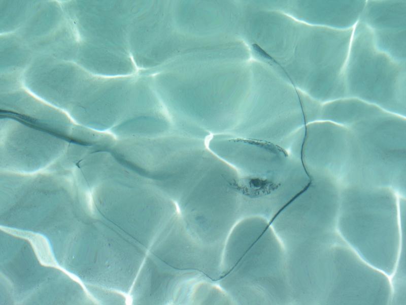 Sting Ray sleeping